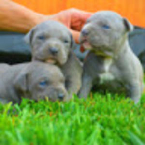 Meet your Posher, Talia